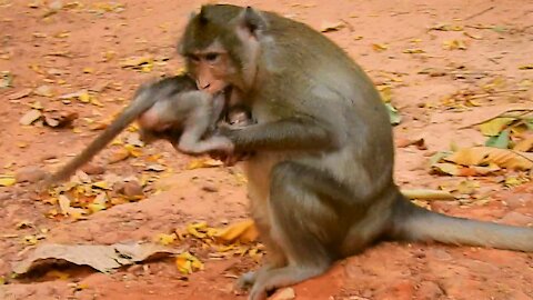 Funny animals ,So pity small baby monkey mom bite crying loudly #23#love animals