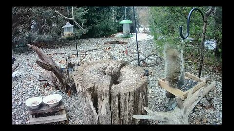 Squirrel Crazy at the Feeder