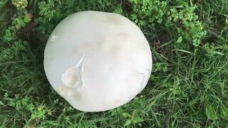 Monster PuffBall Mushrooms