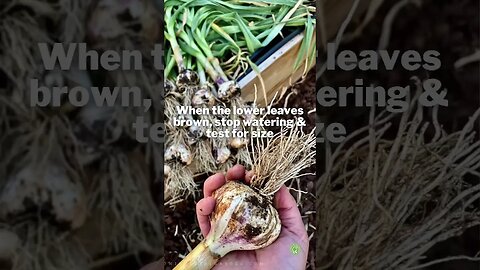 How & When to HARVEST GARLIC