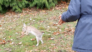 Funny Dancing Bunny spotted at the park