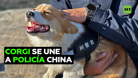 Debuta el primer perro policía de raza corgi de China