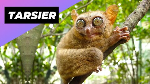 Tarsier 🐒 One Of The Cutest And Rarest Animals In The Wild #shorts