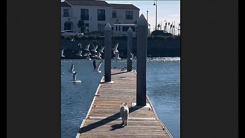 Dog REALLY Loves Spooking The BIrds On The Dock