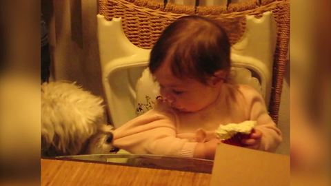 Dog Wants To Take Cream Away From The Baby