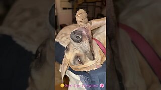 That 😃 #shorts #dogs #love #shortsvideo #dog #kids #happy #short #humor #motivation #new #funny