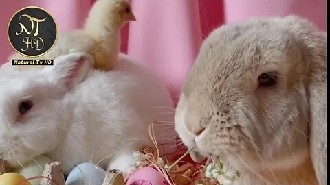 Pets Whatsapp Status Beautiful Rabbits | Beautiful Pets | Natural Tv HD