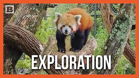 Red Panda Explores New Outdoor Exhibit at Louisville Zoo
