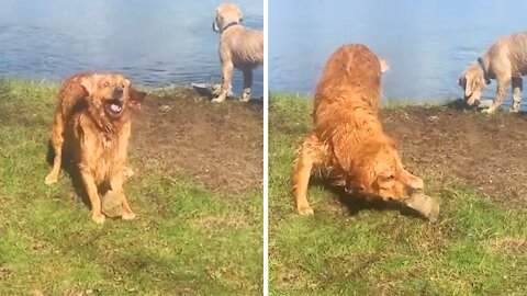 Dog finds rock at the bottom of the lake, instantly becomes his favorite toy