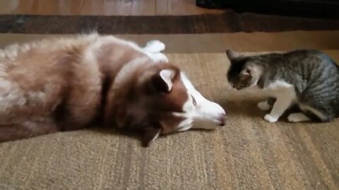 Husky gets bully