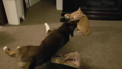 Dog and cat squabble over new toy