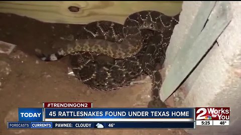 45 rattlesnakes found under Texas home