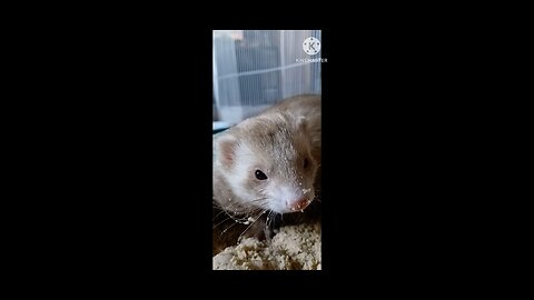A ferret and a 50lb bag of sand...it got dirty!
