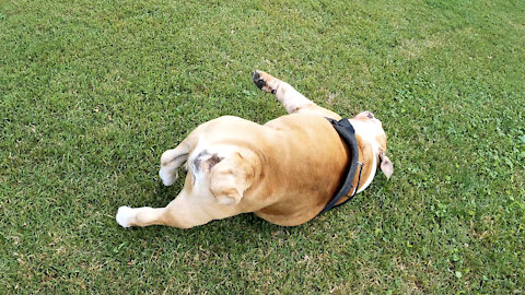 Dog Rolling In Grass On Back