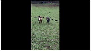 Dogs use teamwork to carry huge tree branch