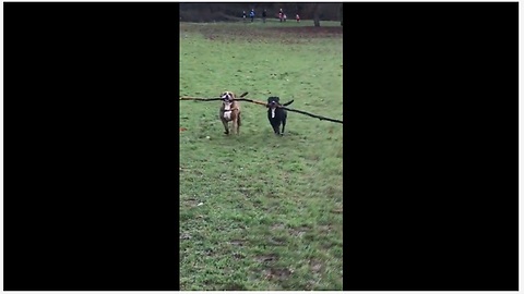 Dogs use teamwork to carry huge tree branch