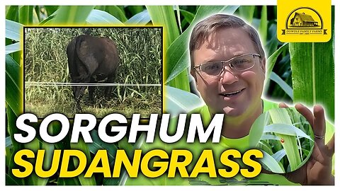 The Most Productive Cover Crop Is A Gamechanger: Sorghum Sudangrass