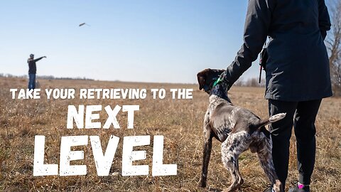 Simple But Effective Drill For Improving Retrieves