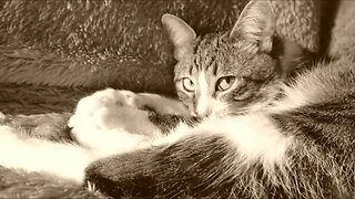 Sepia Cat