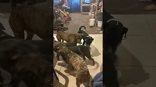 Mom Gets Surrounded By Dogs
