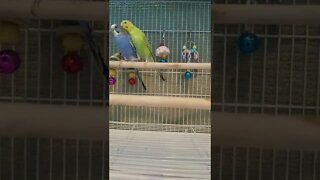 Budgies Super Mario Bros 😂 #shorts #youtubeshorts #funny #animallover #parrots #birds