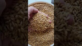 All About Einkorn - The Small But Mighty Ancient Grain