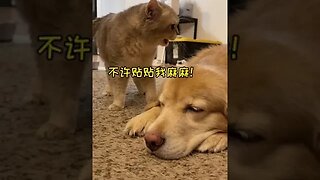 CAT VIDEO