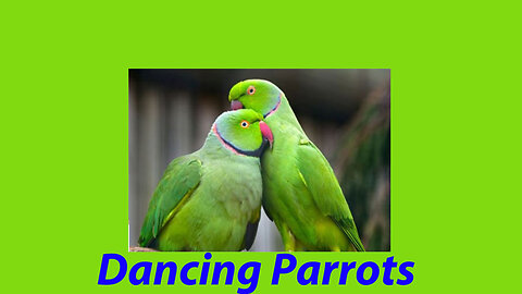 Dancing Parrots Relaxing Parrots