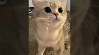 CAT VIDEO