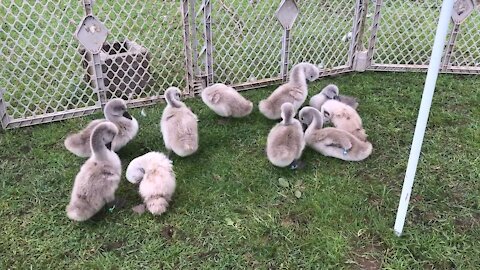 Rescued baby swans preening