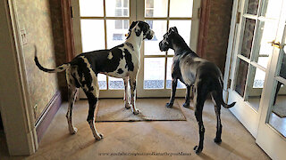 Happy Tail Wagging Great Dane Greeters Can't Wait to Bring in Groceries