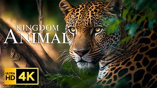 Животное царство 4K - Красивый расслабляющий фильм с успокаивающей музыкой
