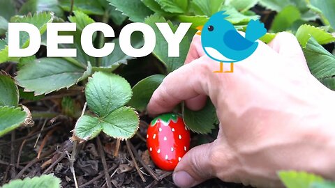 Strawberry Patch Bird Decoy - Stop Birds From Eating Your Strawberries!