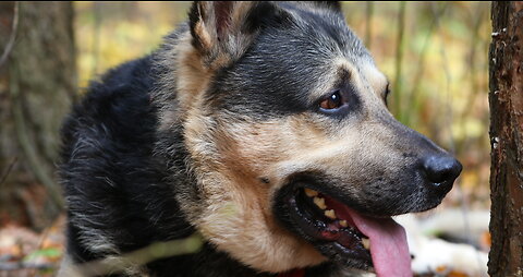 Shepherd running