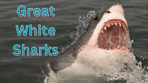 Apex Predators Of The Ocean Great White Sharks