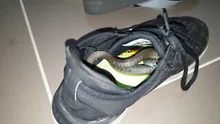 Australie: il retrouve un python dans sa chaussure