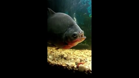 Piranha Attacks on Humans Understanding the Real Risk