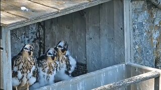 Young falcons pausing to watch a bird fly by their nest