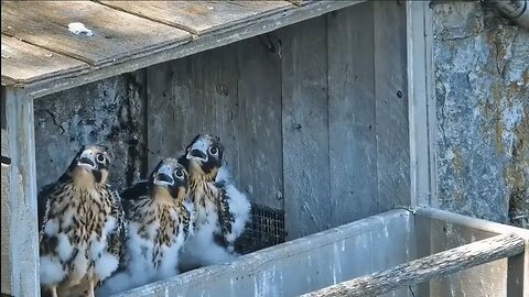 Young falcons pausing to watch a bird fly by their nest