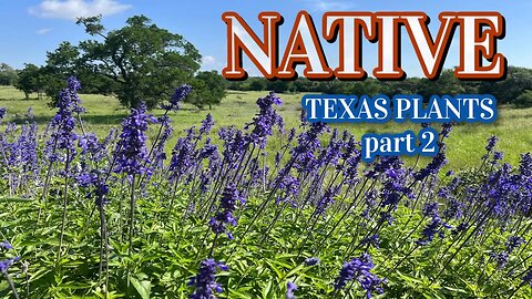How to Garden with Native Texas Plants-part 2