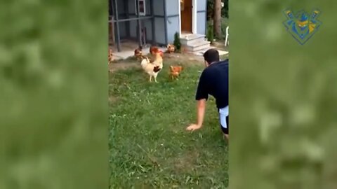 Funny animal attack. 99% try very hard to not laugh.