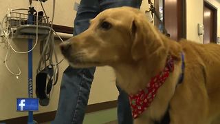 olunteers honor loved ones through pet therapy program at Aurora BayCare Medical Center