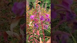 Flowers #nature #yorkshire #purple #travel #uk