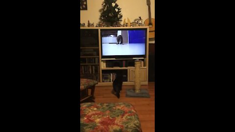 Cat love TV kitty at plsy