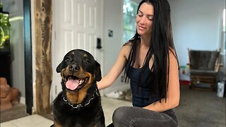 Is Rottweiler A Good Family Dog?