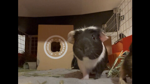 Guinea Pigs Are Happy Because They Enjoy Mischief