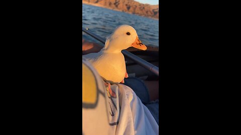 cute duck 🦆😍