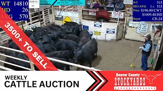 3/14/2023 - Beaver County Stockyards Livestock Auction