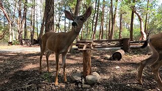 Antler/Ear Branch Landing