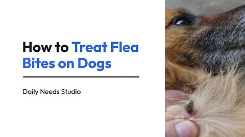 How to Treat Flea Bites on Dogs | 15 Steps | Daily Needs Studio